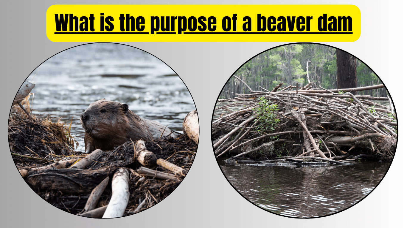 What is the purpose of a beaver dam